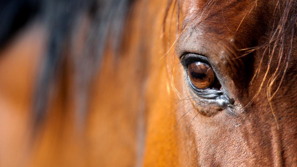 Eye of Arabian horse