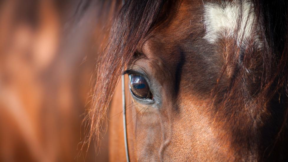 Horse eye closeup