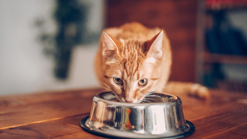 Food Allergies in Cats