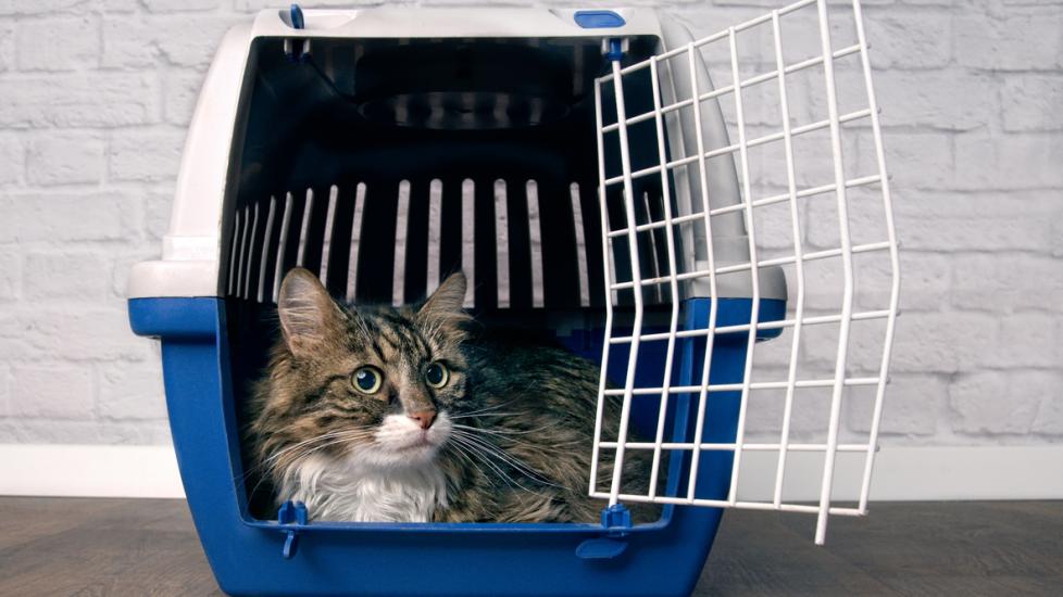 cat-in-blue-carrier-crate