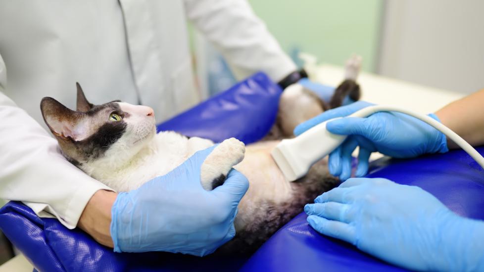 Stomach and Intestinal Ulcers in Cats PetMD