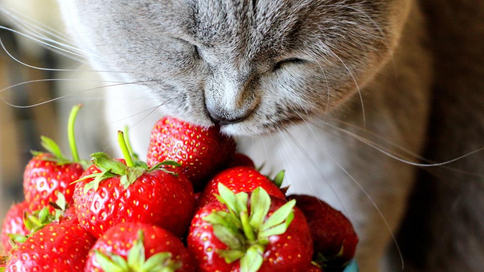gray cat sniffing a bowl of strawberries