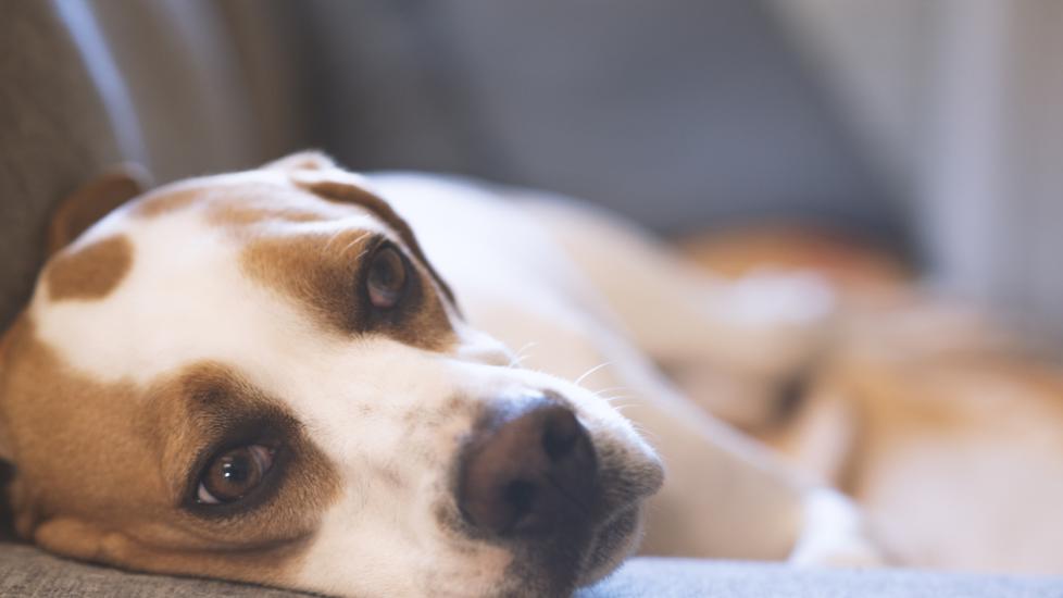 Hypoglycemia in Dogs PetMD