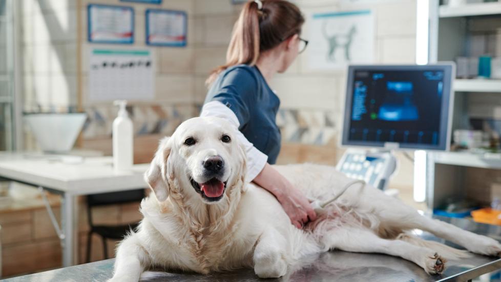 Doctor performing an ultrasound scan on dog stock photo