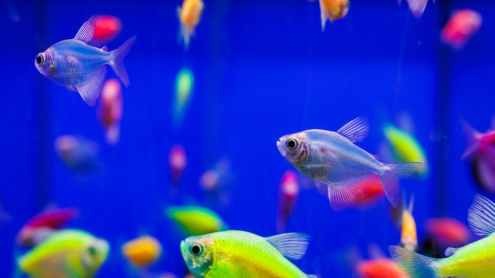 What Are Glofish? PetMD