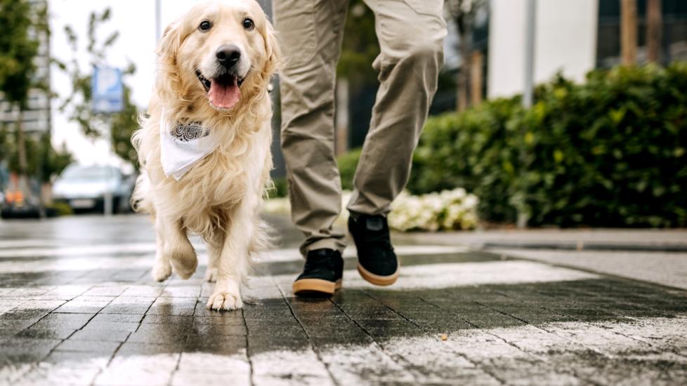 golden-dog-with-bandana-walking-on-city-street