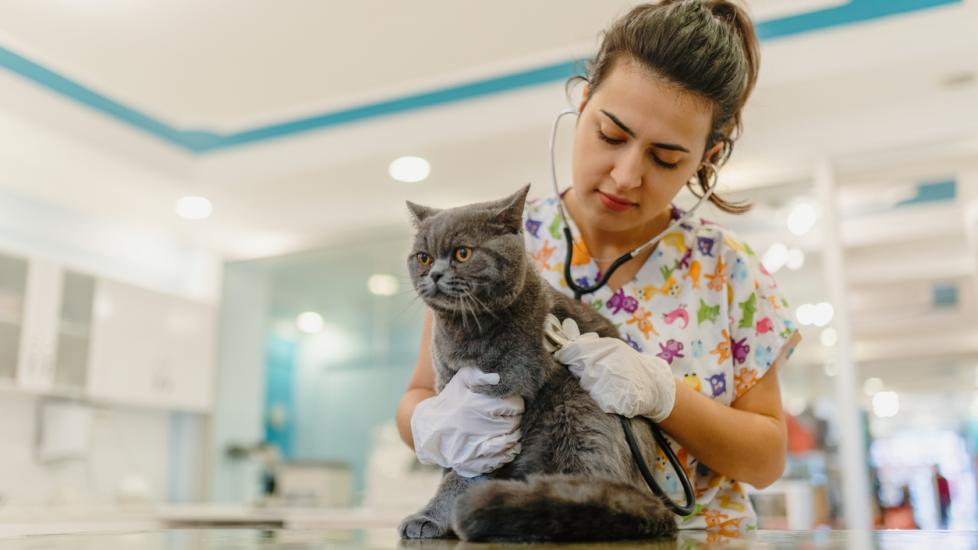 Veterinarian examining cat stock photo