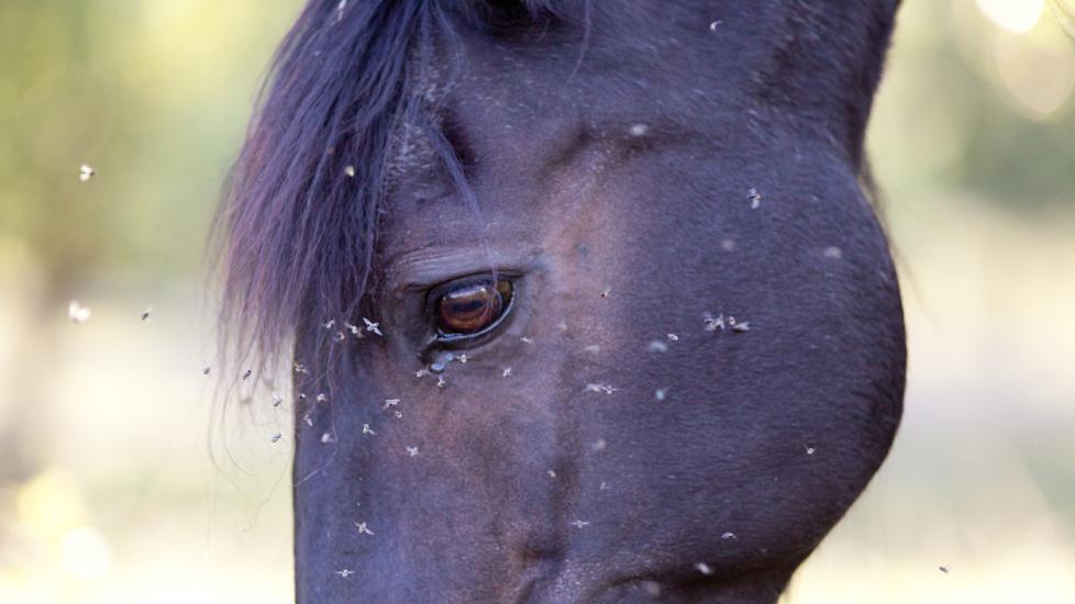 Horse with many flies on the eye
