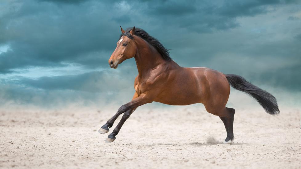 Bay horse in motion stock photo