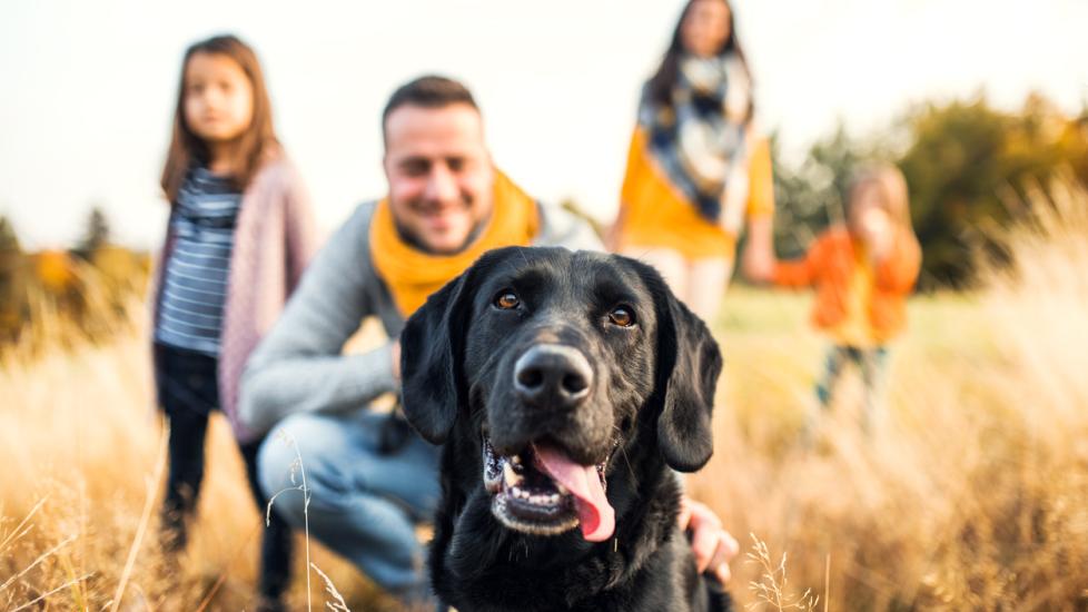 black-lab-in-field-with-family
