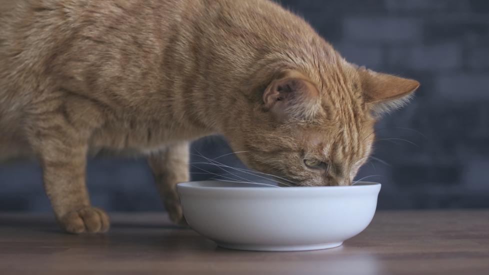 ginger-cat-eating-out-of-bowl