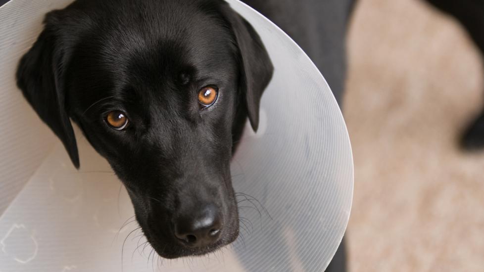 black-lab-with-e-cone-on