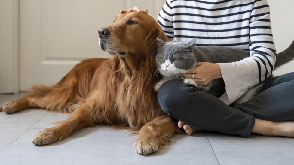 grey-cat-and-golden-retriever-sitting-on-floor-in-human-lap