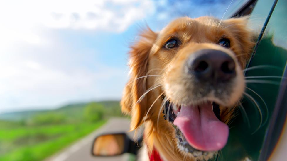 golden-dog-with-head-out-of-car-window