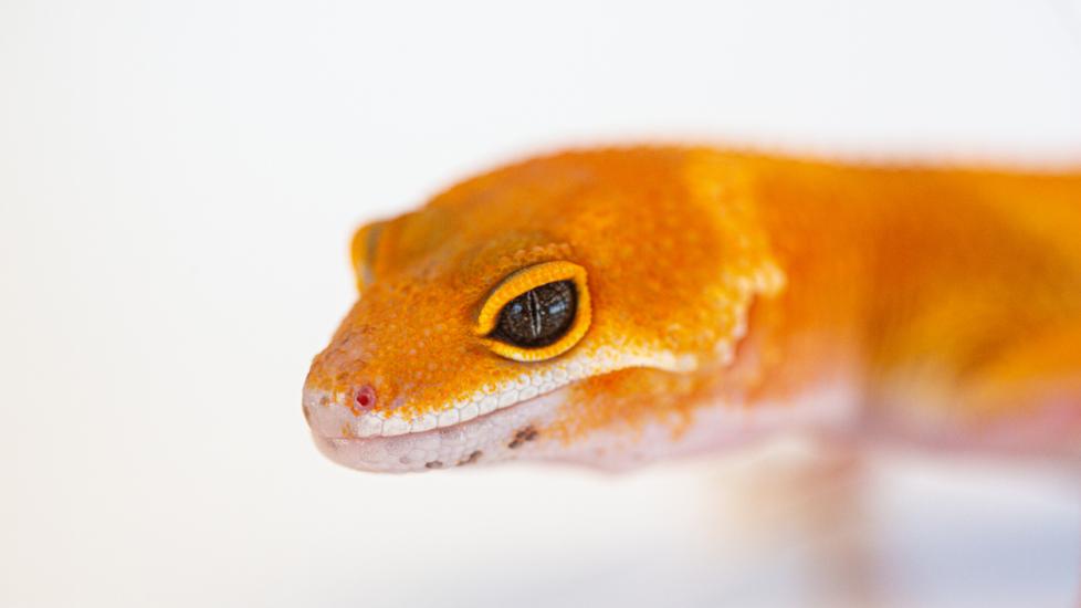 close up of orange leopard gecko