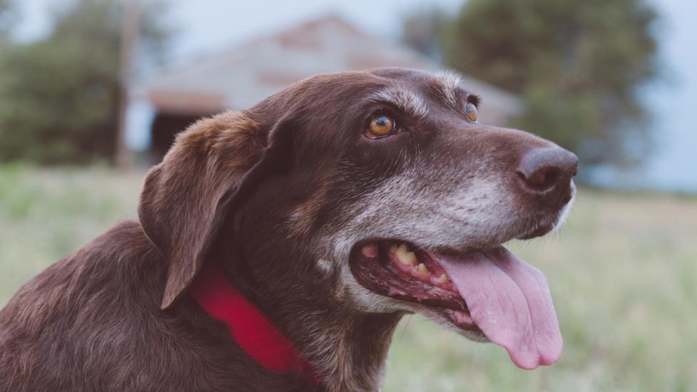 Old brown dog with a gray muzzle