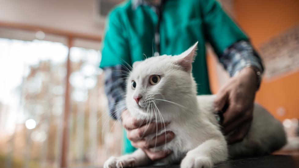 White cat on a medical exam at veterinarian office