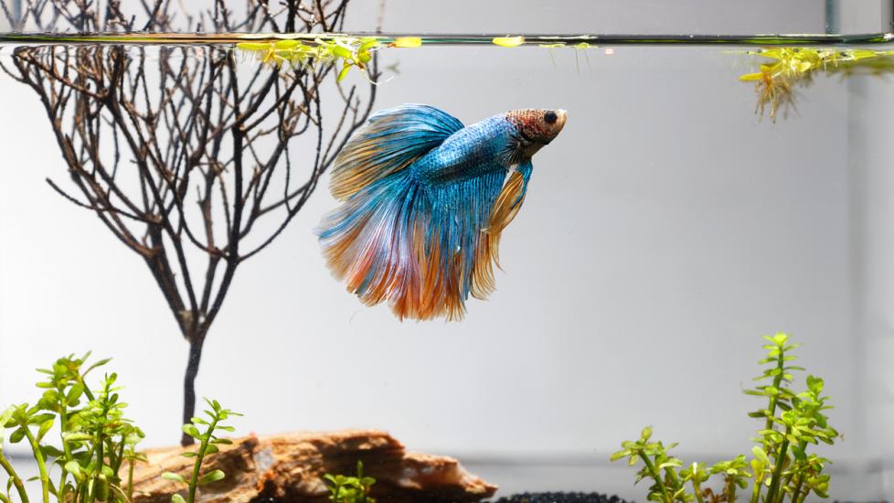 blue and yellow betta fish in a tank