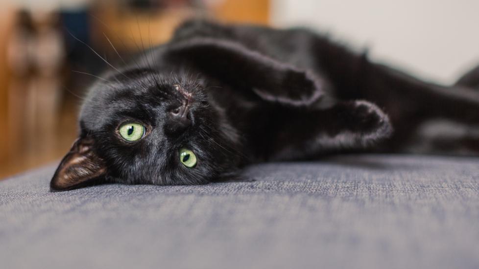 10 Things to Know About Black Cats