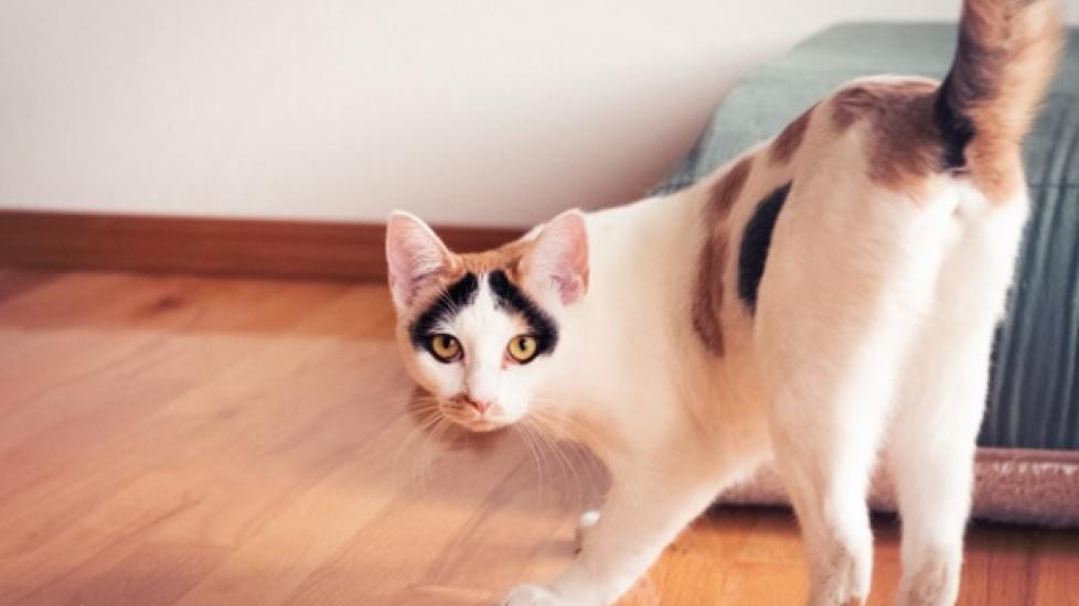 What Causes Swollen Glands In Cats