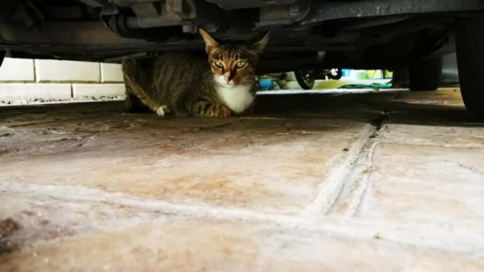 Antifreeze Poisoning in Cats PetMD
