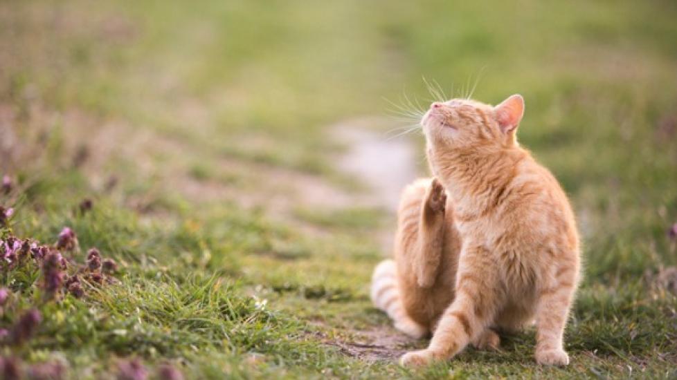 Benadryl to calm store cats