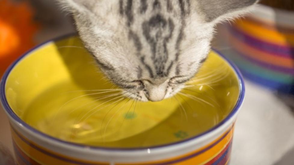 为什么你的猫不会喝水,要做什么