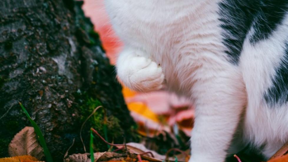 Cat Limping: Causes and Treatment