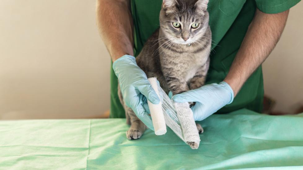 Sad grey cat with broken leg at vet surgery