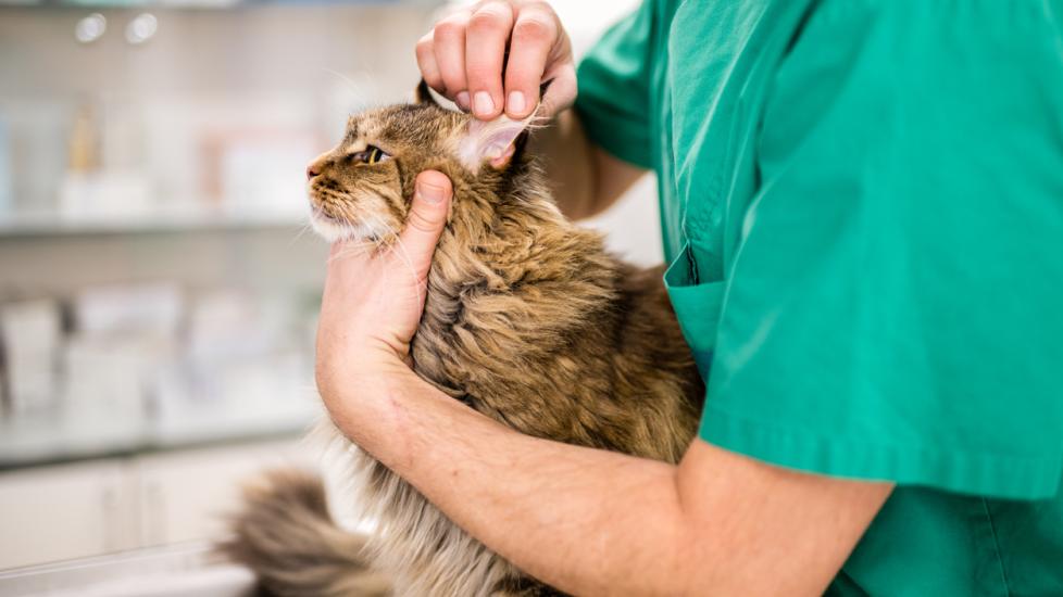 Veterinarian examining cat's ear