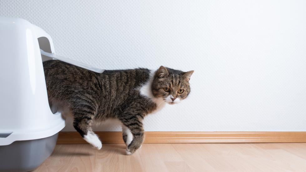 Chronic Diarrhea in Cats PetMD