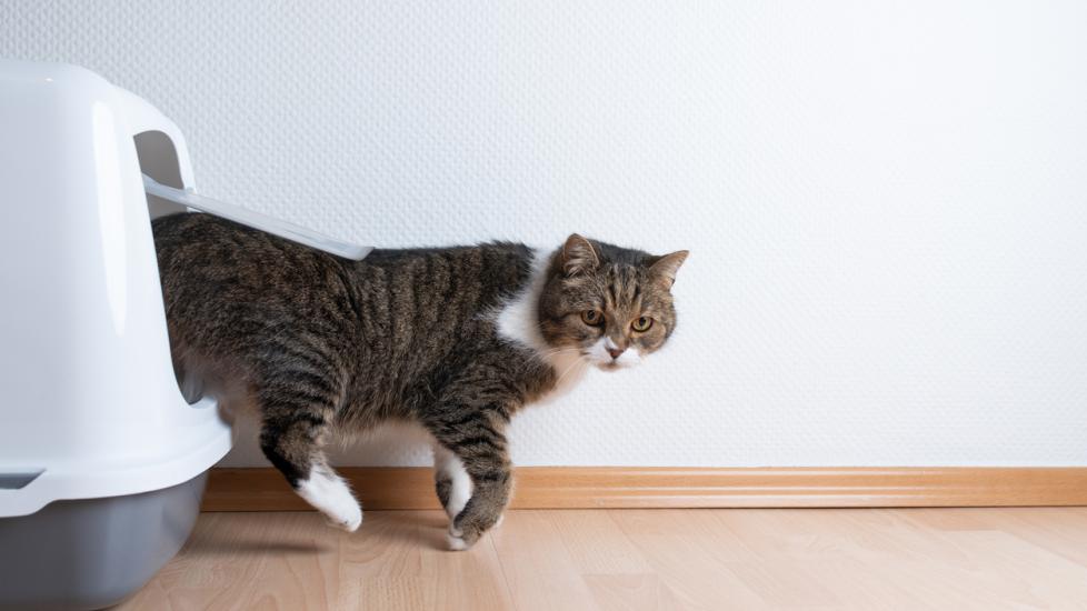 brown tabby cat walking out of a covered litter box