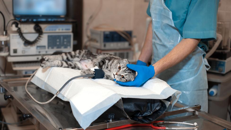 Anesthesiologist prepares a cat for surgery