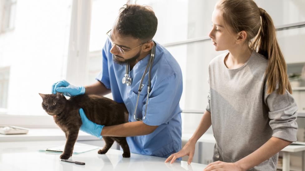 Young professional vet doctor in uniform and gloves checking ears of cat during medical examination
