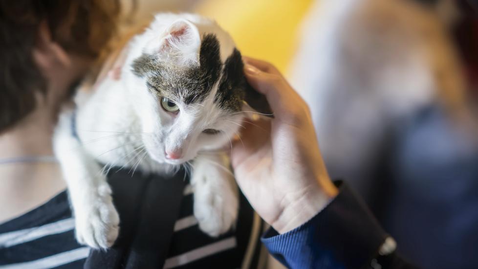 What To Know: Adopting a Deaf Cat