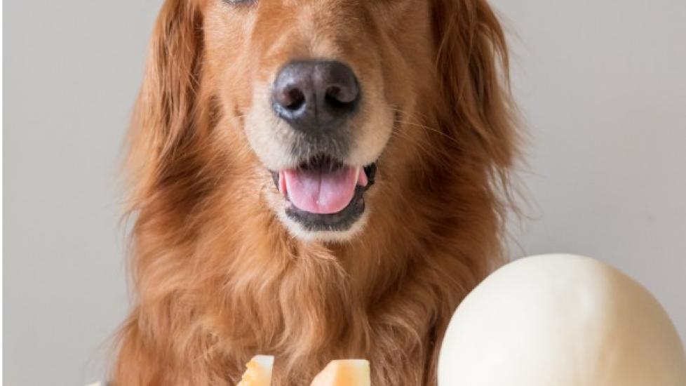 Can Dogs Eat Cantaloupe? PetMD