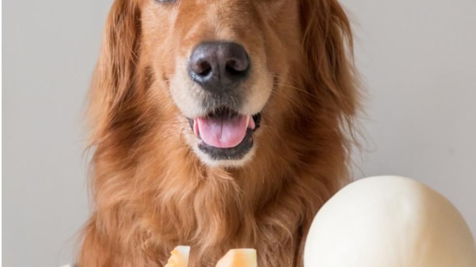 golden retriever sitting in front of a sliced canteloupe