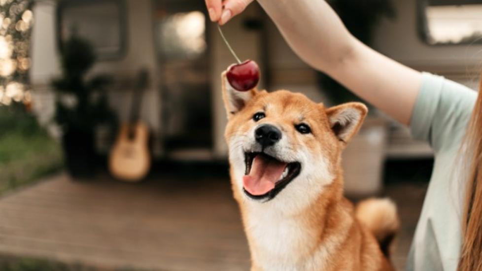 shiba inu looking at a cherry