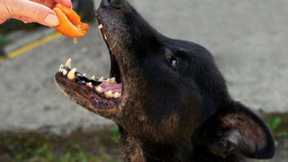 Can Dogs Eat Peaches? PetMD