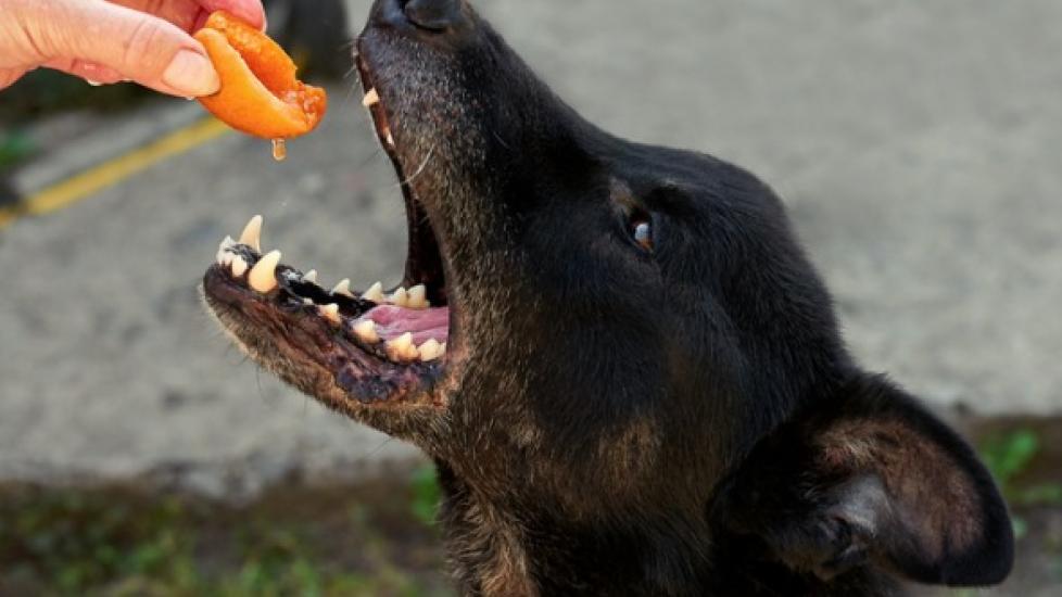 dog eating a slice of peach