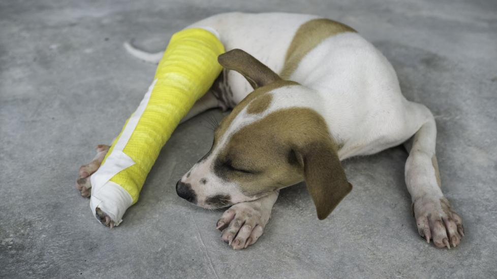  How Can You Tell If A Dogs Leg Is Broken Or Sprained