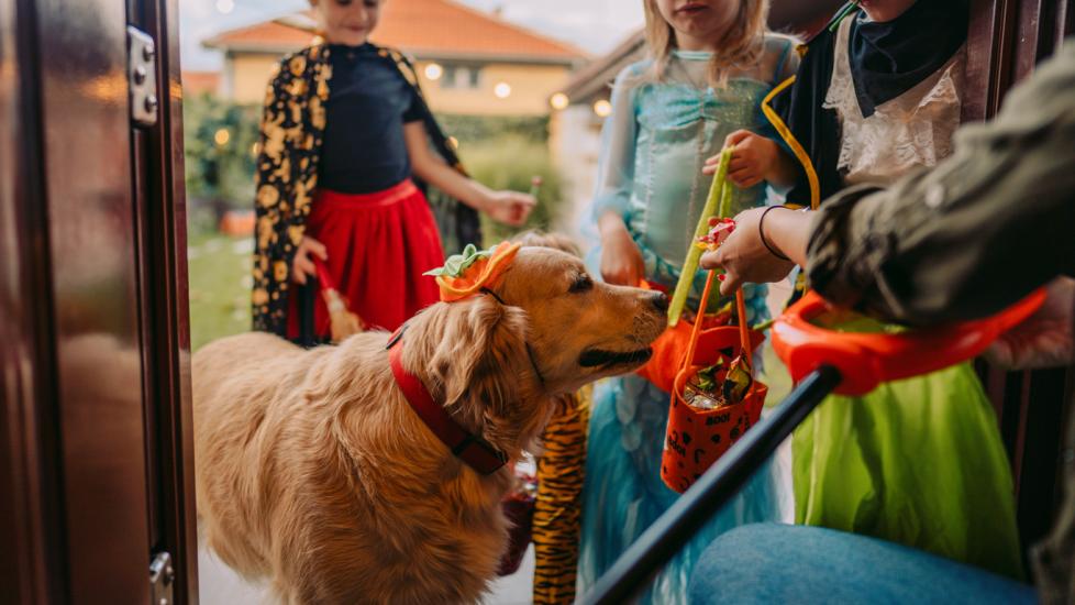 dog trick or treating in costume