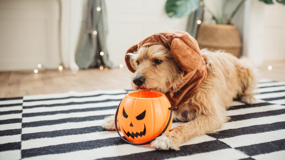 scruffy dog wearing a bear hat and chewing on a Halloween trick-or-treat basket