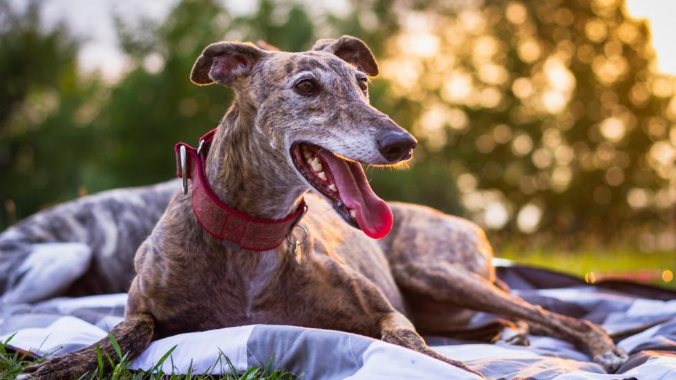 greyhound lying in a park on a picnic blanket