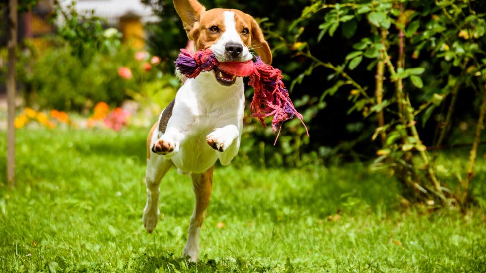 small-beagle-dog-running-in-grass-with-toy-in-mouth