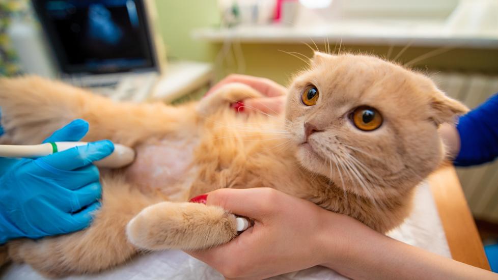 cat-laying-on-vet-table-for-scan