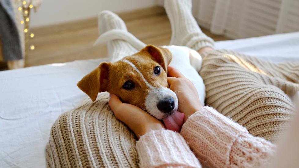 dog-cuddling-on-lap