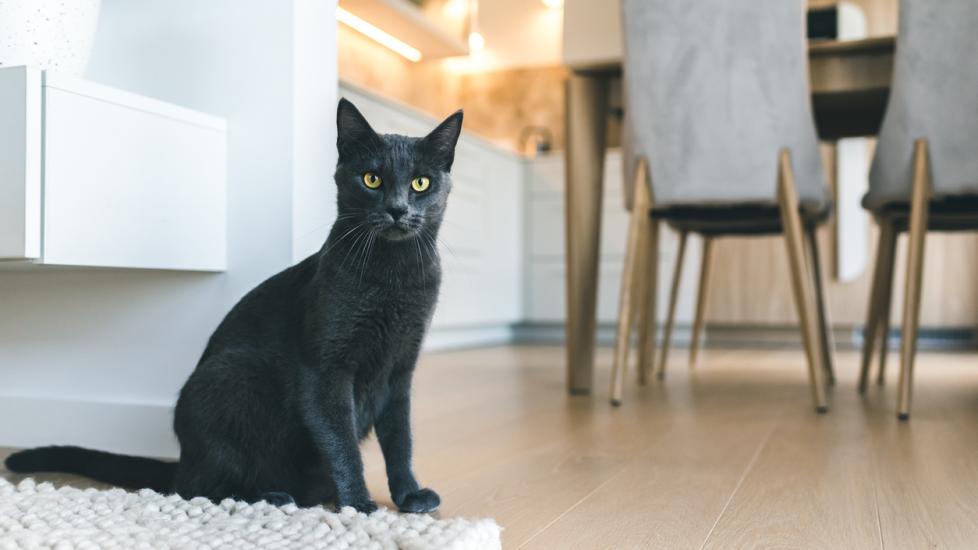 skinny-cat-sitting-in-living-room