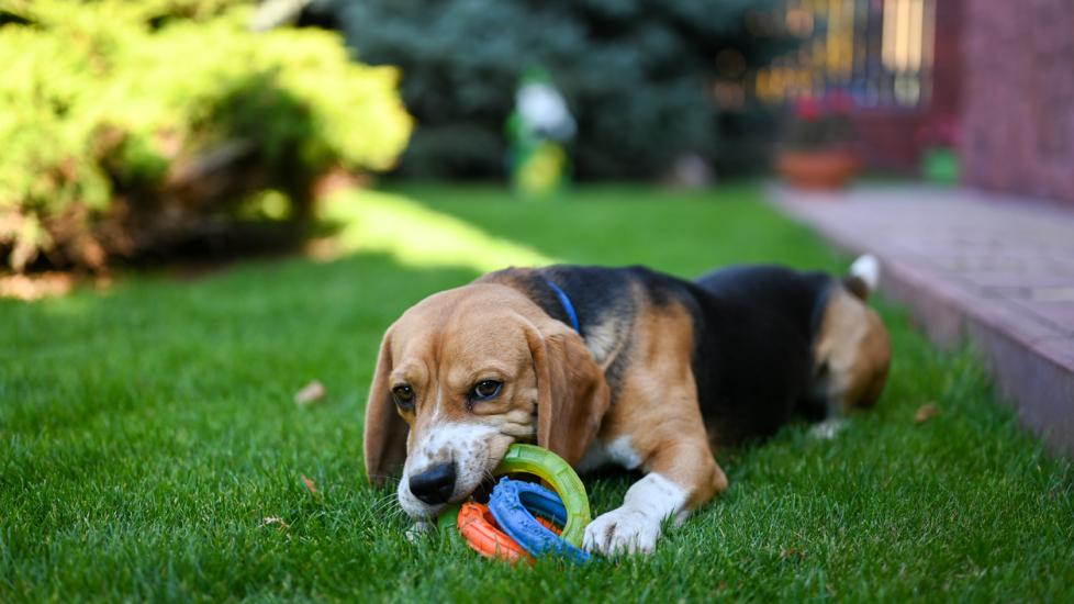 dog-laying-in-grass-chewing-on-plastic-toy