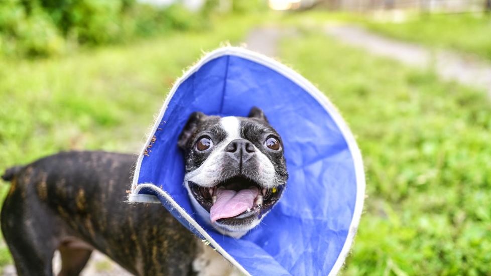 Tramadol for Dogs and Cats Dog, Cat, Pet Medication PetMD